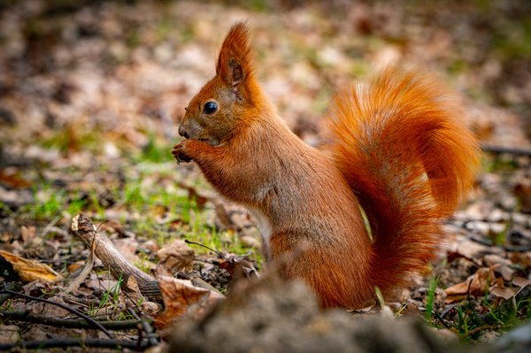 Crottes d'écureuil : mystères et conseils pratiques à découvrir